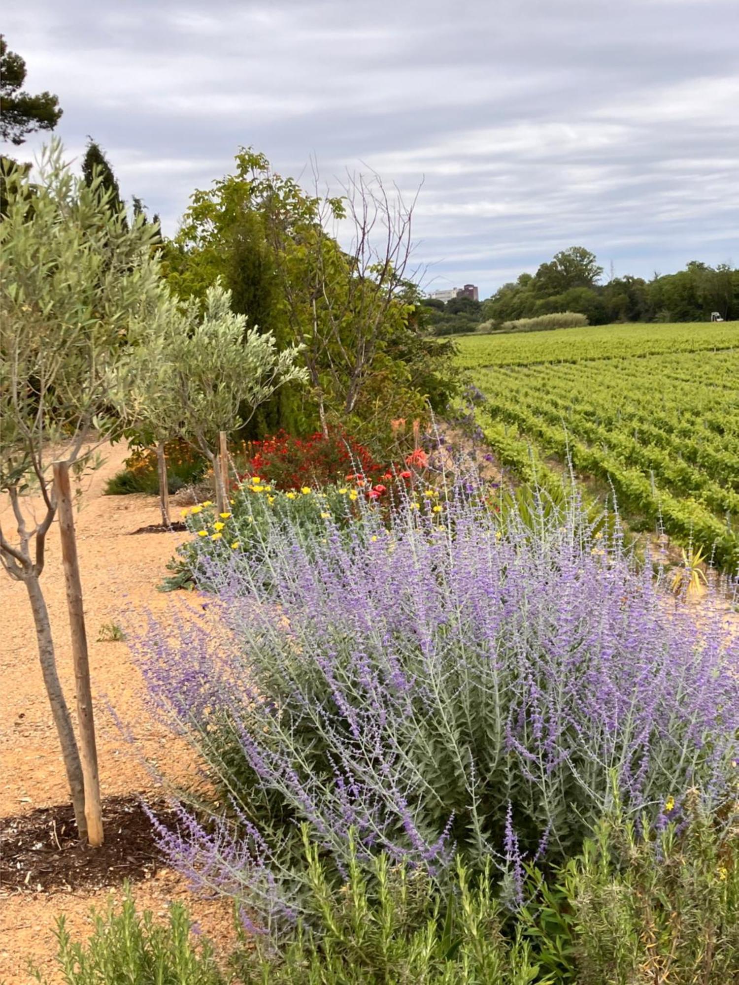 Domaine De L'Herbe Sainte Mirepeisset Bagian luar foto