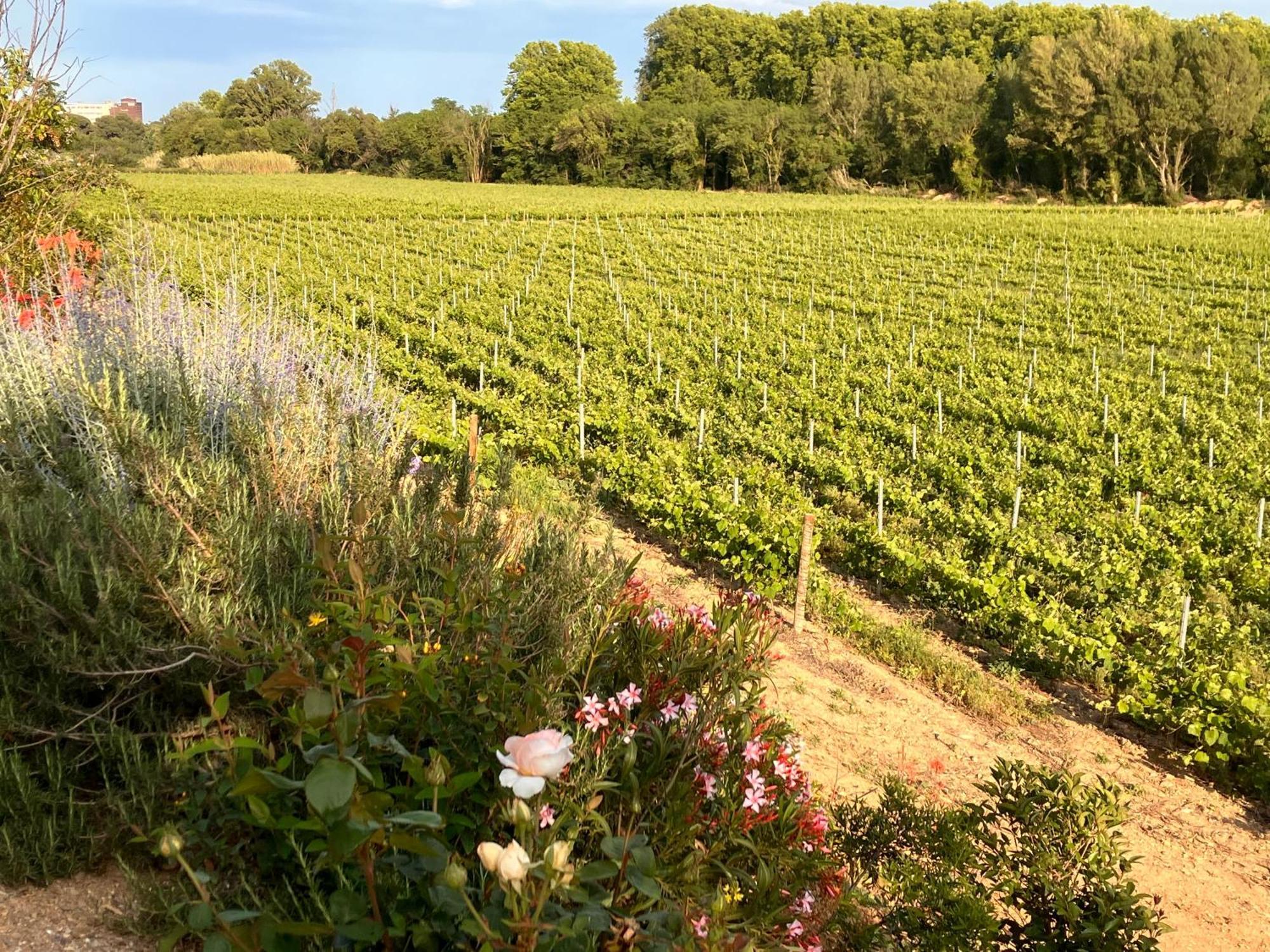 Domaine De L'Herbe Sainte Mirepeisset Bagian luar foto